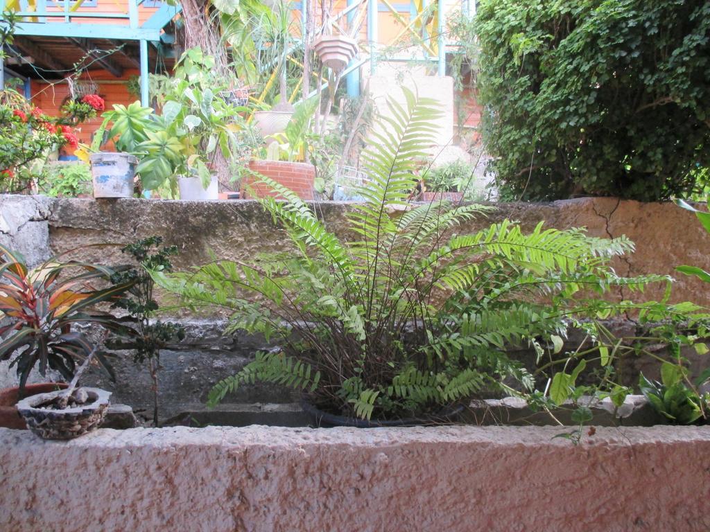 Hotel Flemming Tree Providencia Island Екстериор снимка